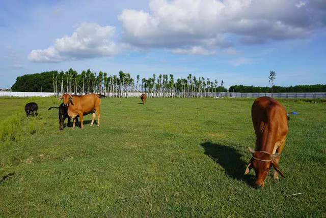     Dự án 670 tỷ đồng đắp chiếu, trở thành đồng cỏ nuôi bò - Ảnh 9.