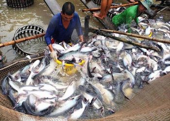 Nhà máy cá tra chỉ đạt 20% – 30% công suất