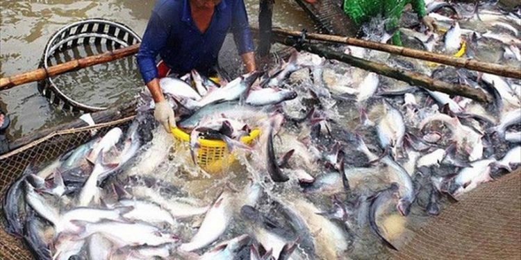 Nhà máy cá tra chỉ đạt 20% – 30% công suất