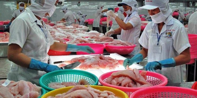 Nhà máy cá tra chỉ đạt 20% – 30% công suất