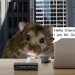 Chú chuột hamster tự giao dịch tiền số, giúp chủ lãi gần 24%