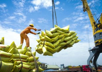 Ấn Độ xuất khẩu gạo đạt kỷ lục 22 triệu tấn