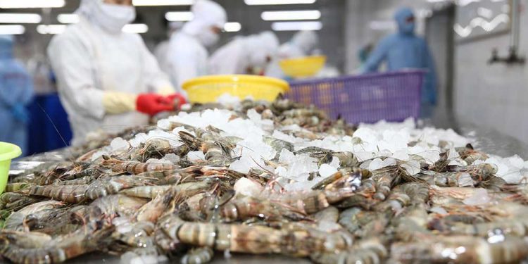 Xuất khẩu tôm kỳ vọng vào 3 tháng cuối năm