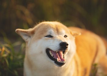 Đối thủ của Dogecoin – Shiba Inu bắt đầu giao dịch trên Coinbase