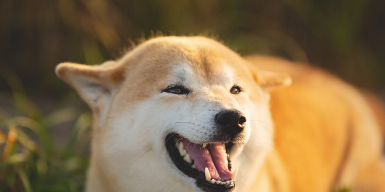 Đối thủ của Dogecoin – Shiba Inu bắt đầu giao dịch trên Coinbase