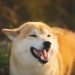 Đối thủ của Dogecoin – Shiba Inu bắt đầu giao dịch trên Coinbase