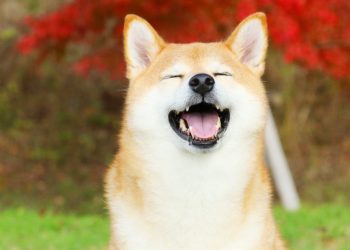 SHIB gặp “gió lớn”, tăng giá 400% chỉ trong 1 tuần