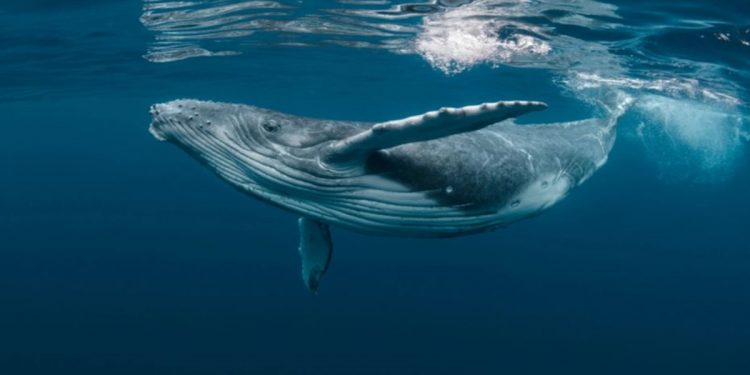 Cá voi Bitcoin lớn nhất thế giới chuẩn bị vào “sách đỏ”