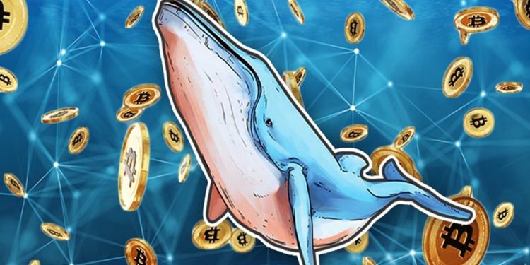 Cá voi BTC thức giấc hưởng lợi nhuận hơn 76 triệu %