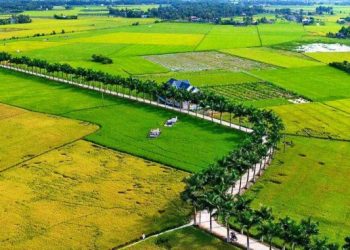 Khi giá đất quê đắt đỏ, ước mơ “Về quê trồng rau, nuôi cá” của những người trẻ thật xa vời