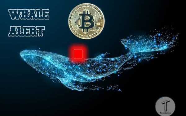 Cá voi(Whale alert) di chuyển 761 triệu đô la trong Ethereum, trong khi tiền xu phục hồi đến 3.500 đô la