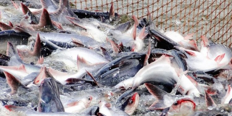 Ngành cá tra: Giải pháp nào biến “nguy” thành “cơ”?