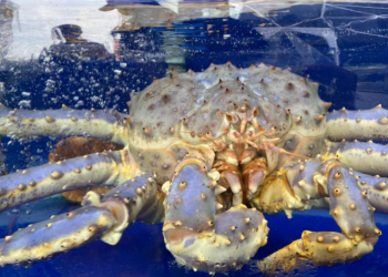 Cua hoàng đế tím cực hiếm trong lô hàng nhập khẩu vào Việt Nam