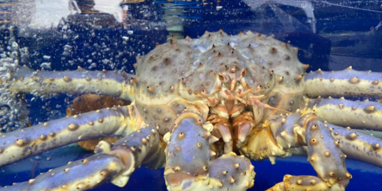 Cua hoàng đế tím cực hiếm trong lô hàng nhập khẩu vào Việt Nam