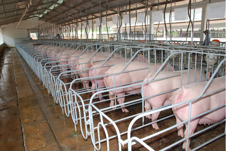 "Ông trùm" trại lợn Dabaco hụt gần 250 tỷ đồng lợi nhuận
