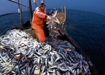 Cắt giảm 50% tổng sản lượng đánh bắt cá trích ở phía Tây biển Baltic