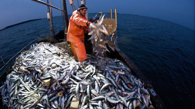 Cắt giảm 50% tổng sản lượng đánh bắt cá trích ở phía Tây biển Baltic