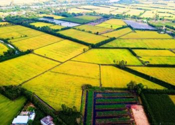 Giá gạo Việt Nam xuất khẩu tăng mạnh