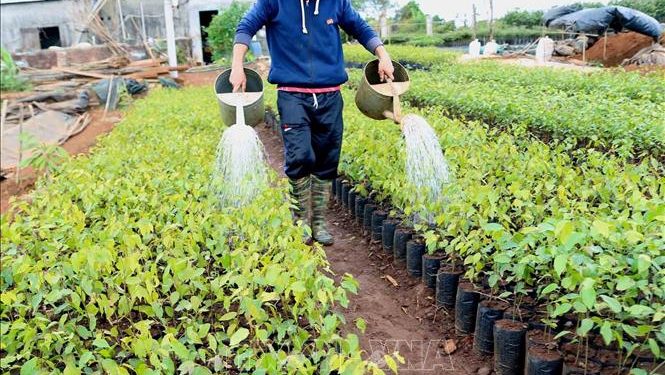 Ngân sách Nhà nước hỗ trợ đầu tư sản xuất giống