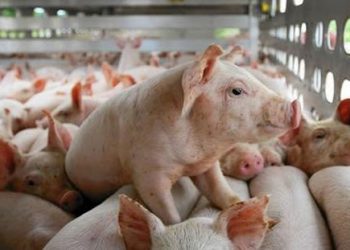 Hội Chăn nuôi kiến nghị điều chỉnh chính sách thuế nhập khẩu