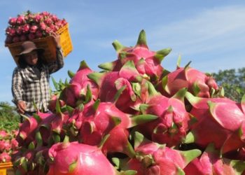 Thanh long Bình Thuận được Nhật Bản bảo hộ