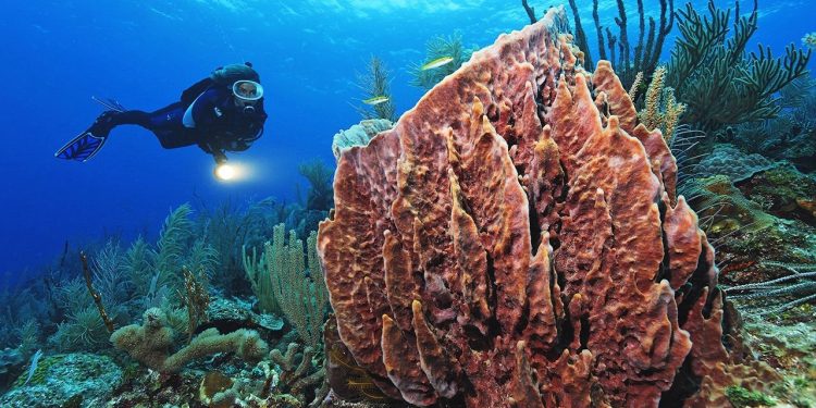 Belize cho thấy tiềm năng của các giao dịch hoán đổi nợ lấy tài nguyên (Debt-For-Nature Swap)