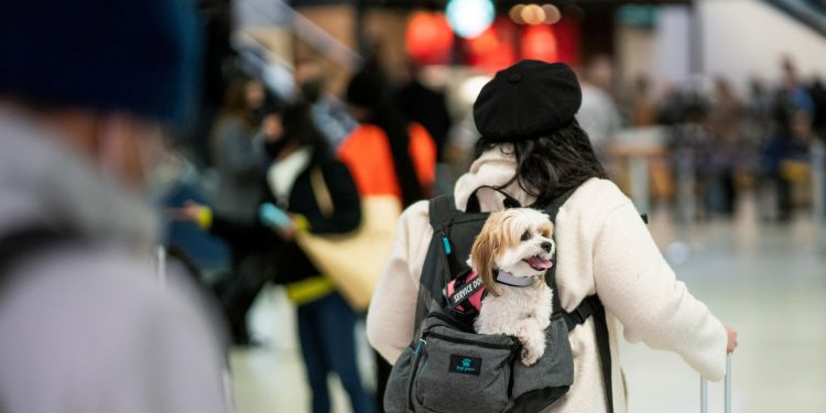 Nhu cầu cao của người Mỹ trong kỳ nghỉ lễ cuối năm có thể khiến dịch bệnh bùng phát trở lại