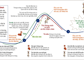 ViMoney - Trò chơi của cáo và thỏ trên thị trường chứng khoán