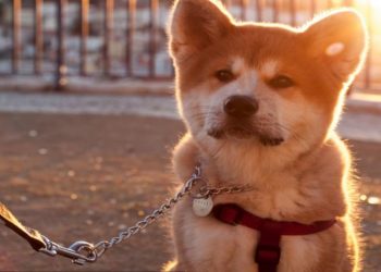 Sàn Binance chặn rút tiền Dogecoin