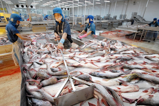 Tình hình xuất khẩu cá tra ở 3 thị trường Mỹ, Trung Quốc, CPTPP