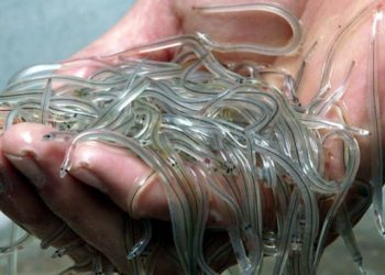 Buôn lậu lươn thủy tinh thu 3,3 tỷ USD, lợi nhuận khủng hơn buôn ma túy