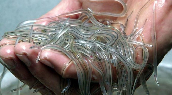 Buôn lậu lươn thủy tinh thu 3,3 tỷ USD, lợi nhuận khủng hơn buôn ma túy