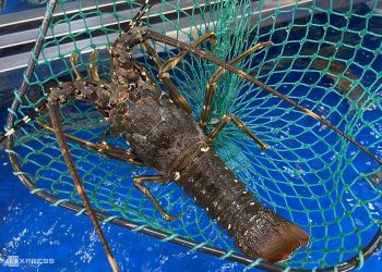 Giá tôm hùm tăng sau 2 năm: Niềm vui muộn của người nuôi