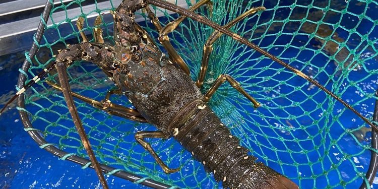 Giá tôm hùm tăng sau 2 năm: Niềm vui muộn của người nuôi