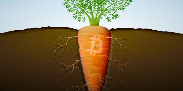Taproot là gì? Tất tần tật về nâng cấp taproot của Bitcoin