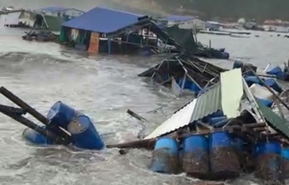 Nỗi đau tôm hùm