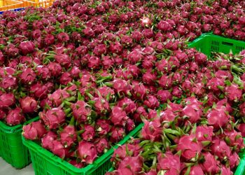 Trung Quốc dừng nhập khẩu thanh long Việt Nam trong 1 tháng tới?