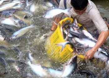 Năm 2021: Nhiều kỳ vọng vào xuất khẩu cá tra và tôm