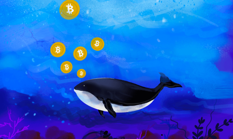 cá voi Bitcoin âm thầm “bỏ túi” 40.000 BTC 