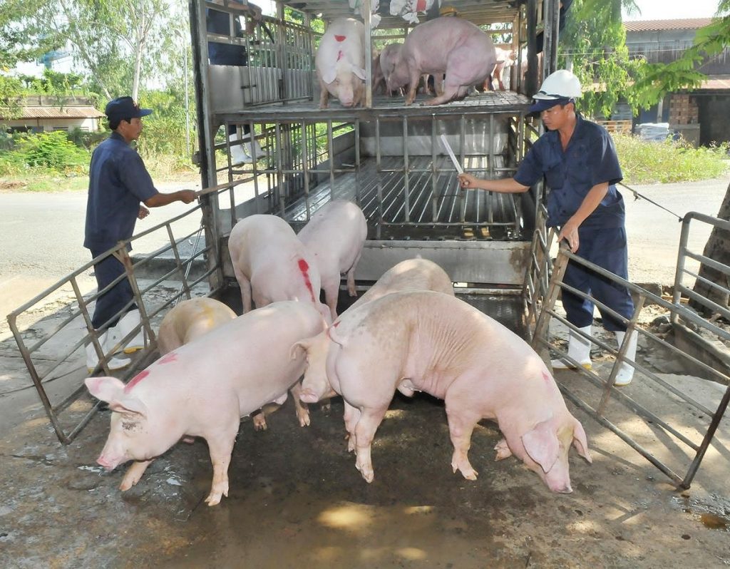 Giá lợn hơi đồng loạt tăng mạnh những ngày cận Tết