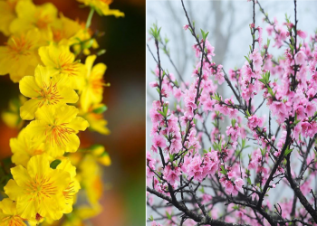 10 loại hoa Tết nên chưng trong nhà để đón may mắn và tài lộc