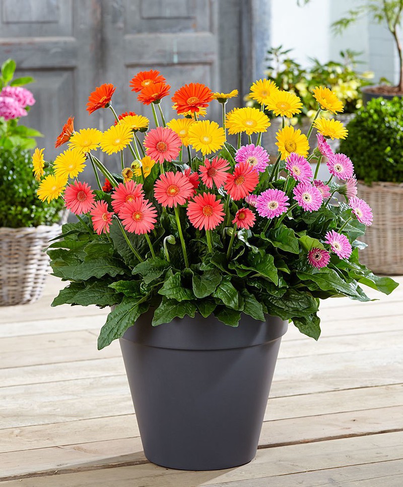 10 loại hoa Tết nên chưng trong nhà để đón may mắn và tài lộc