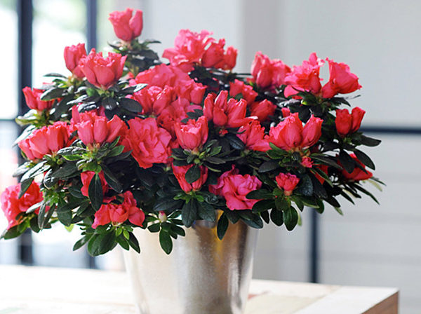 10 loại hoa Tết nên chưng trong nhà để đón may mắn và tài lộc
