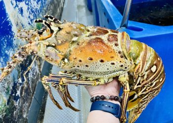 Nhà giàu chi tiền triệu mua hải sản nhập khẩu ăn Tết