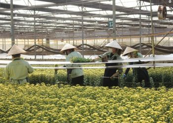 Hoa Tết "cháy hàng", giá tăng 10-20%