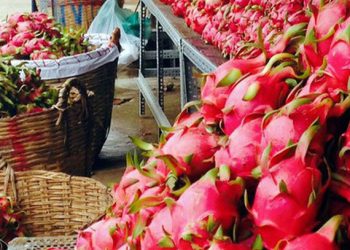 Tiki bán trái cây miền Tây không lợi nhuận