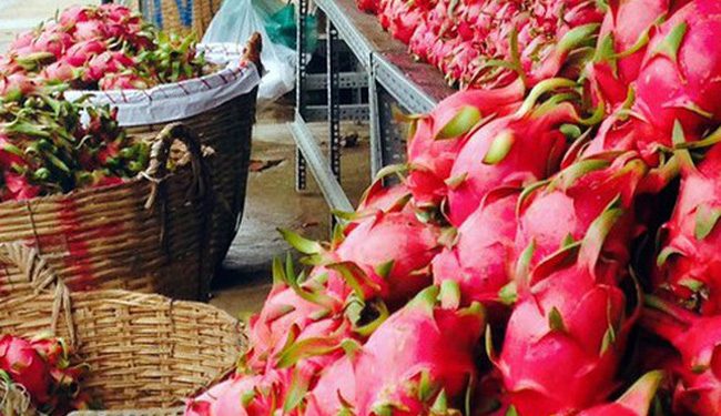 Tiki bán trái cây miền Tây không lợi nhuận