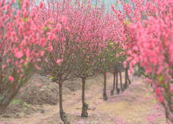 Vietnam Airlines buôn hoa Tết 2022