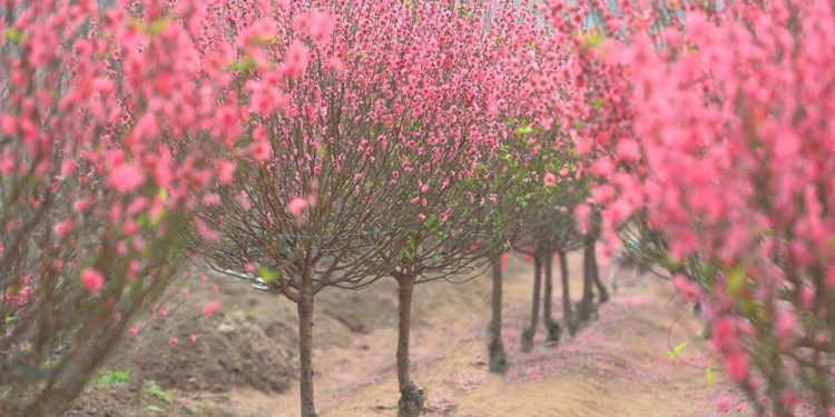 Vietnam Airlines buôn hoa Tết 2022