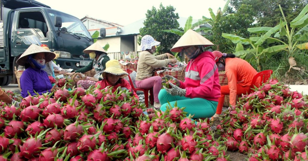 Lào Cai: Xuất khẩu thanh long trở lại sau 5 tháng tạm dừng